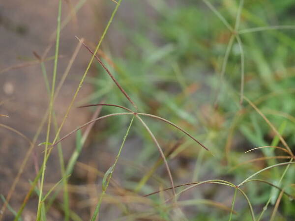 Chloris pycnothrix Inflorescence