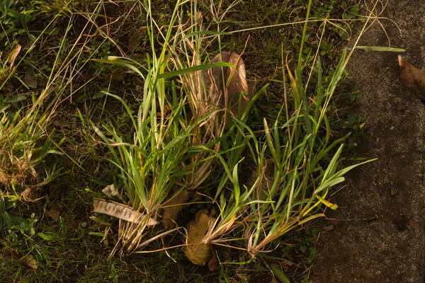 Chloris pycnothrix Plant