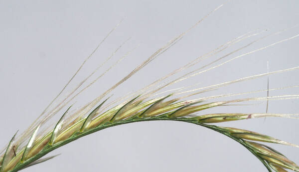 Chloris radiata Spikelets