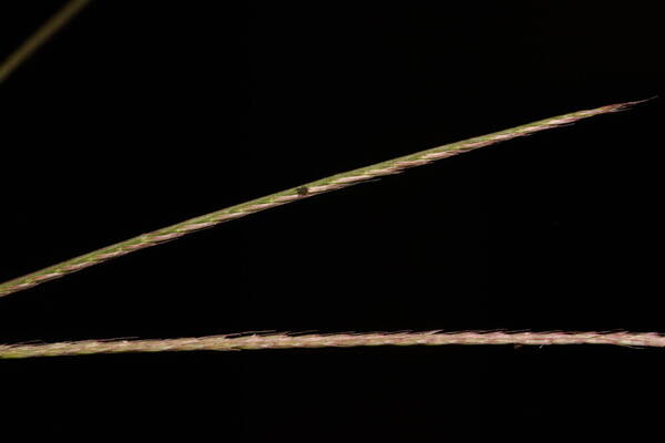 Chloris radiata Spikelets