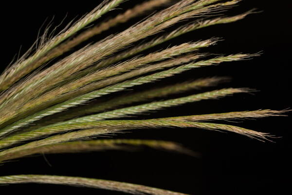 Chloris radiata Spikelets