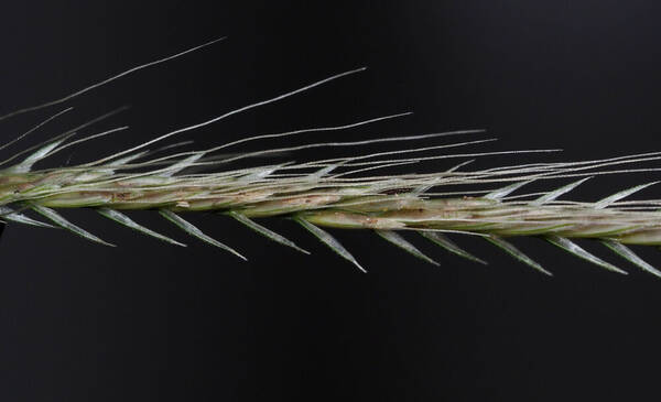 Chloris radiata Spikelets