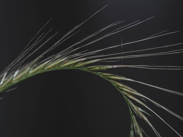 Chloris radiata Spikelets