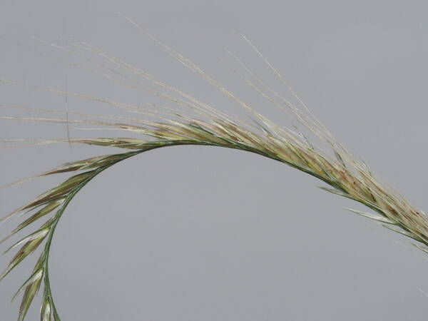 Chloris radiata Spikelets