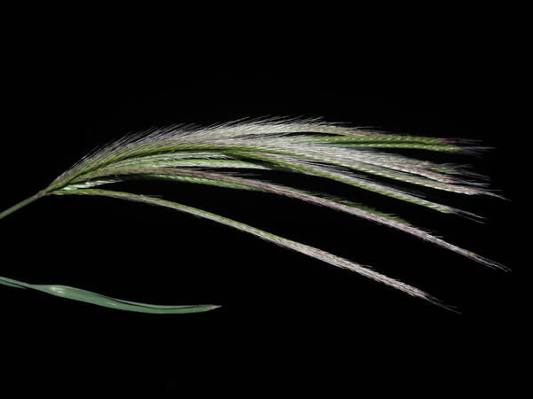 Chloris radiata Inflorescence