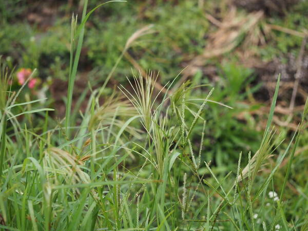 Chloris radiata Inflorescence