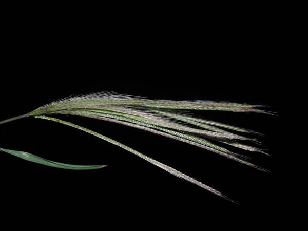 Chloris radiata Inflorescence