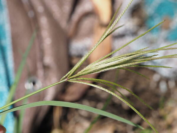 Chloris radiata Inflorescence