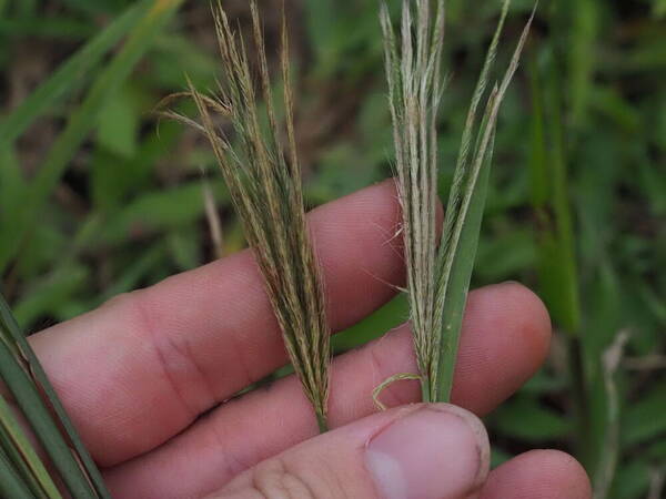 Chloris radiata Inflorescence