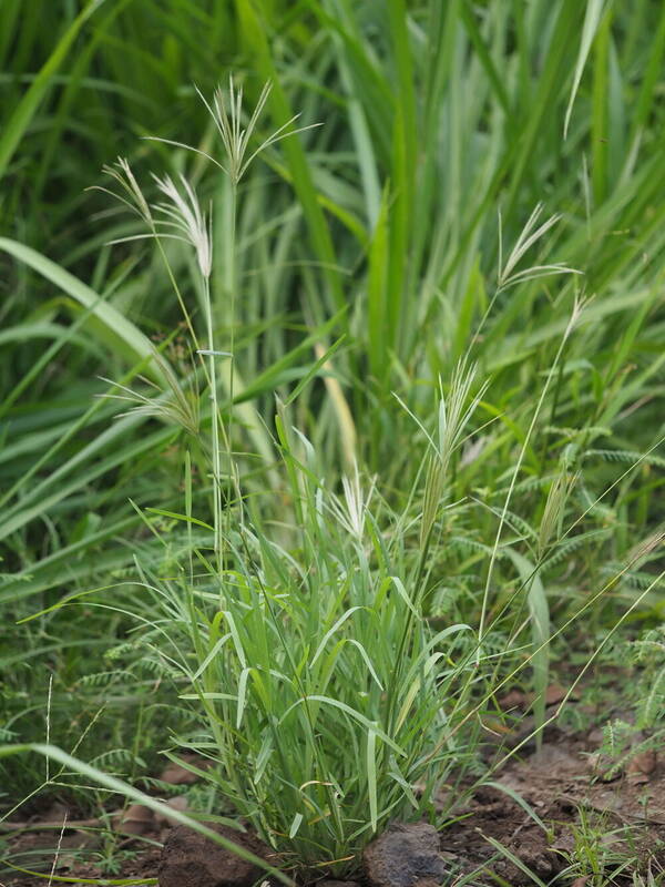 Chloris radiata Plant