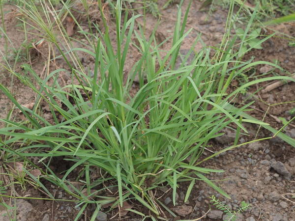 Chloris radiata Plant