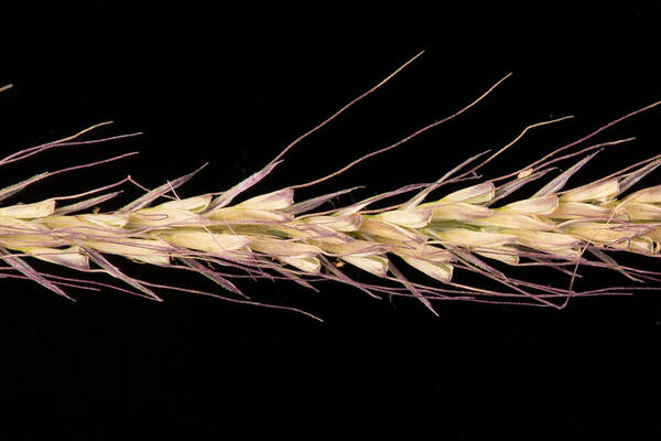 Chloris truncata Spikelets