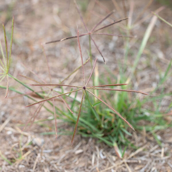 Chloris truncata Inflorescence