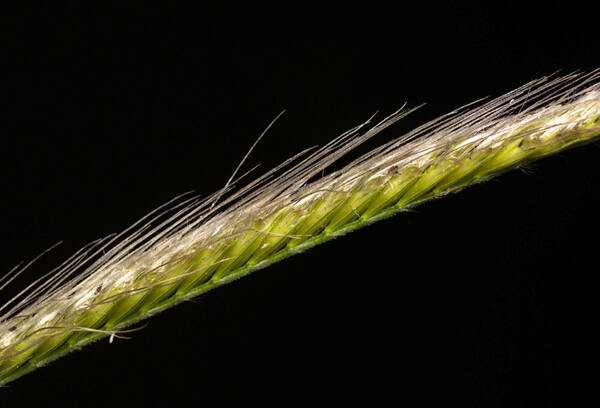 Chloris virgata Spikelets