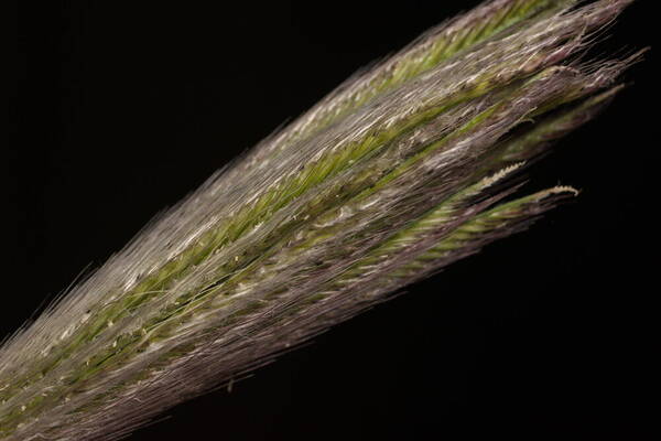 Chloris virgata Spikelets