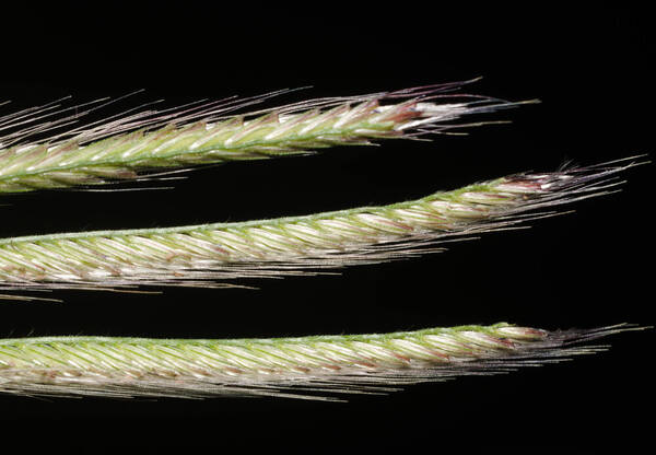 Chloris virgata Spikelets