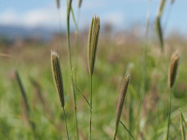 Chloris virgata Habit