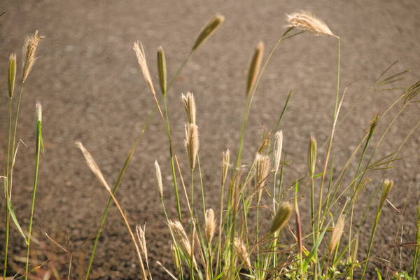 Chloris virgata Habit