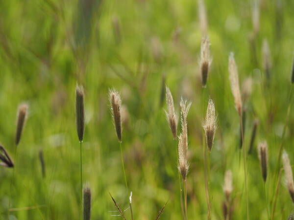 Chloris virgata Habit