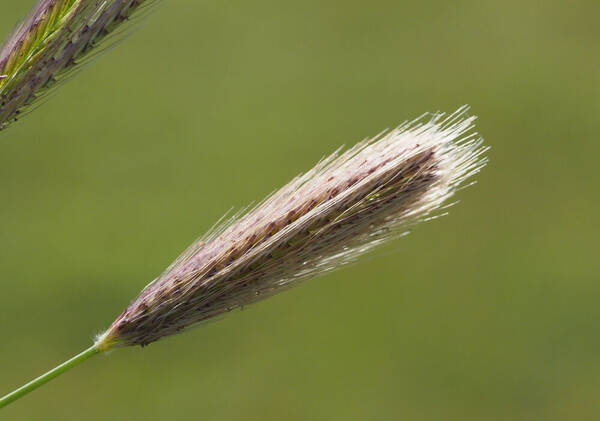 Chloris virgata Inflorescence