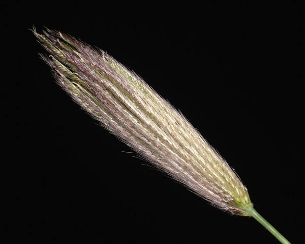 Chloris virgata Inflorescence