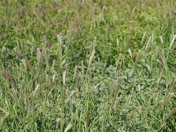 Chloris virgata Landscape