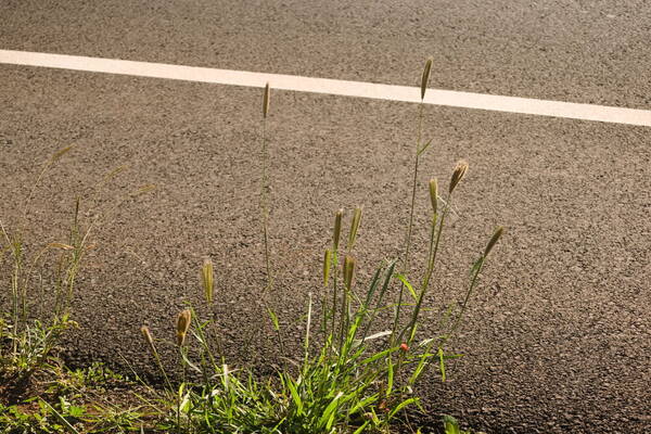 Chloris virgata Plant