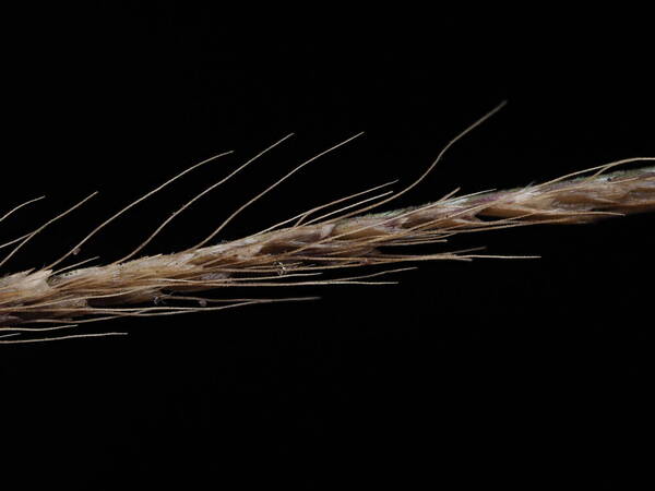 Chloris x pseudosagrana Spikelets