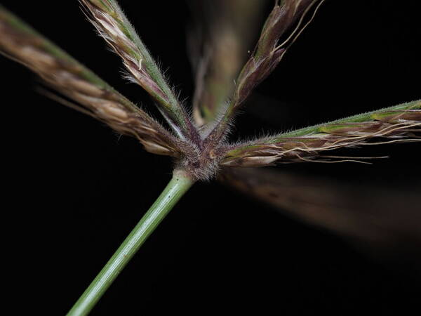 Chloris x pseudosagrana Spikelets