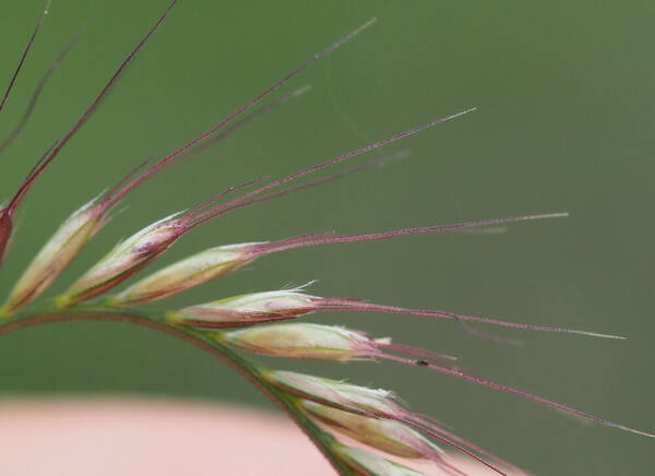 Chloris x pseudosagrana Spikelets