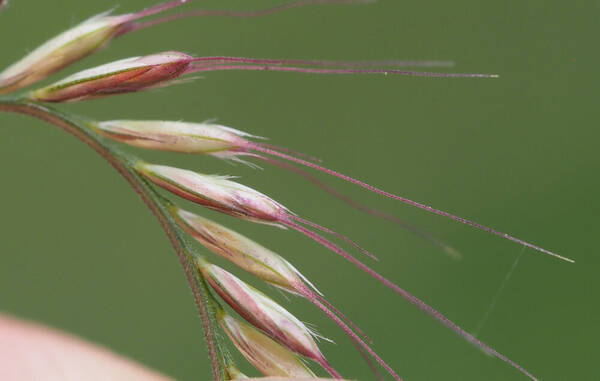 Chloris x pseudosagrana Spikelets