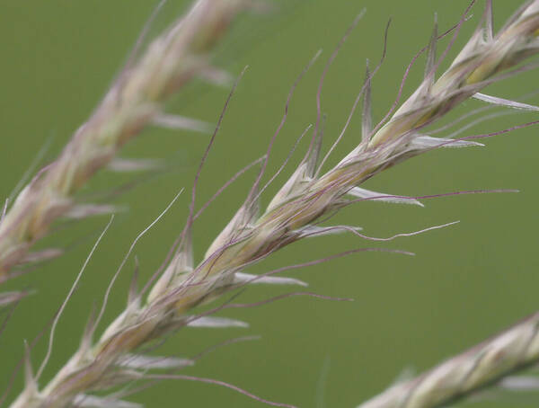 Chloris x pseudosagrana Spikelets