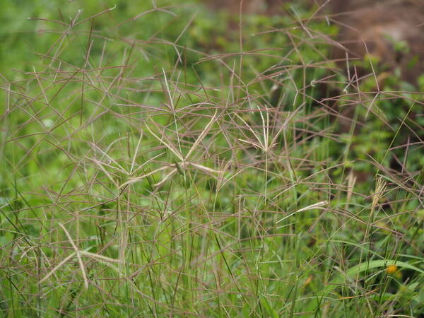 Chloris x pseudosagrana Habit