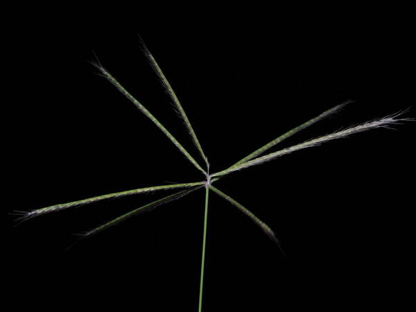 Chloris x pseudosagrana Inflorescence