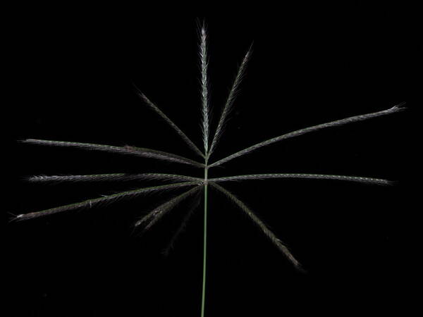 Chloris x pseudosagrana Inflorescence