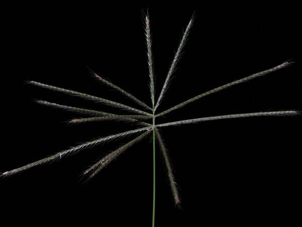 Chloris x pseudosagrana Inflorescence