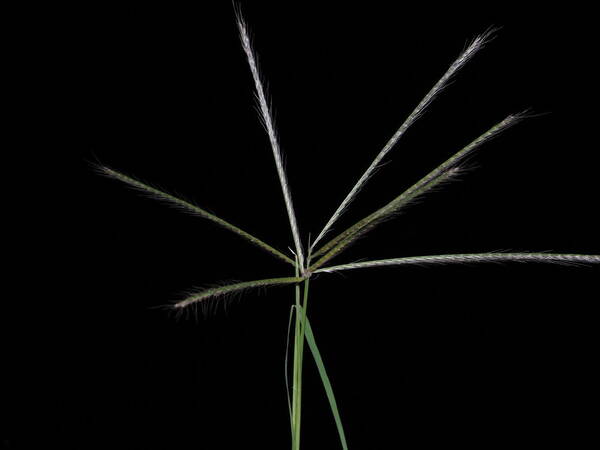 Chloris x pseudosagrana Inflorescence