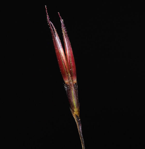 Chrysopogon aciculatus Spikelets