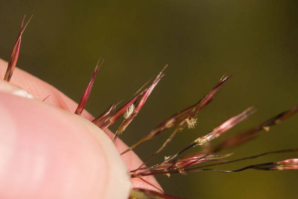 Chrysopogon aciculatus Spikelets