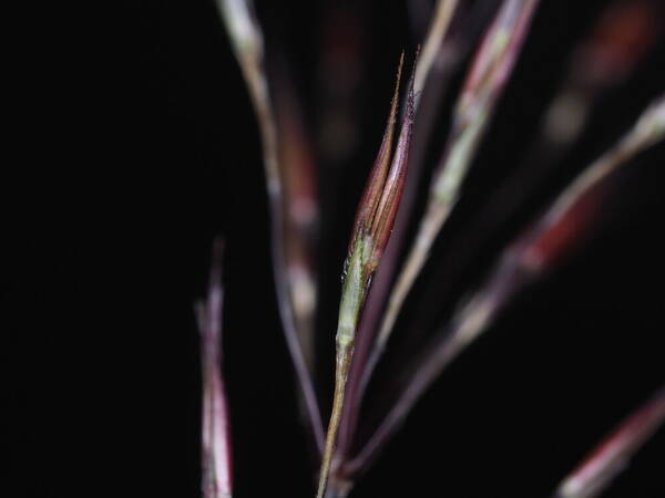 Chrysopogon aciculatus Spikelets