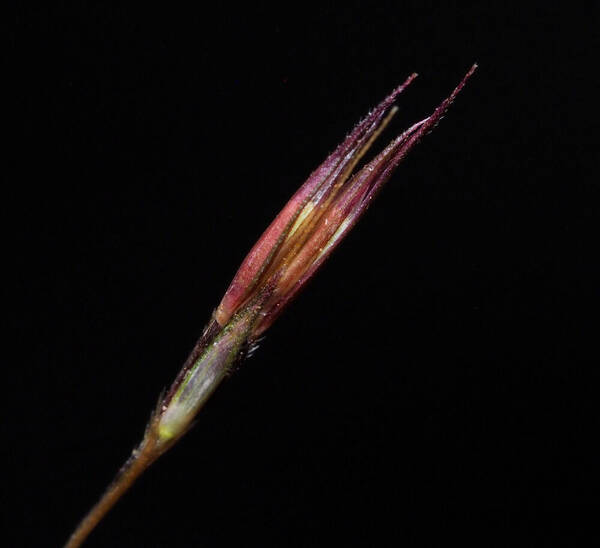 Chrysopogon aciculatus Spikelets