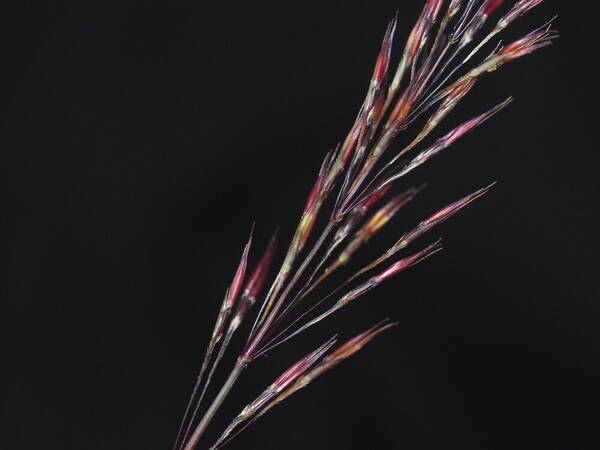 Chrysopogon aciculatus Spikelets