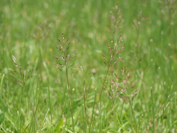 Chrysopogon aciculatus Habit