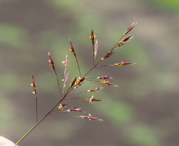 Chrysopogon aciculatus Inflorescence