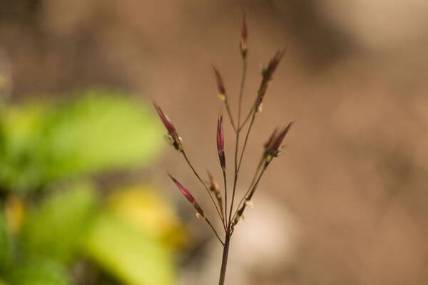 Chrysopogon aciculatus Inflorescence