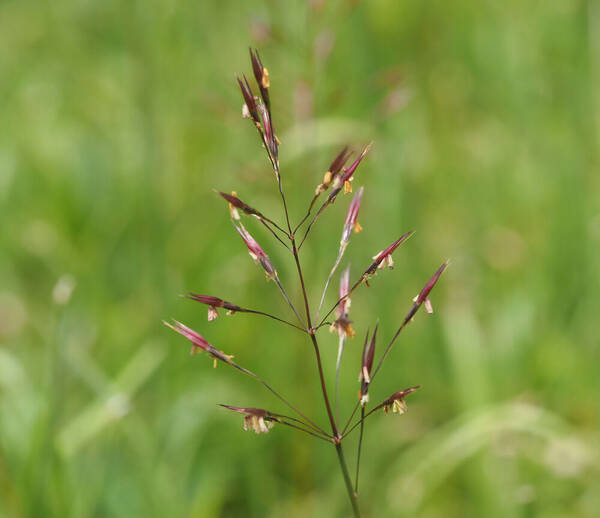 Chrysopogon aciculatus Inflorescence