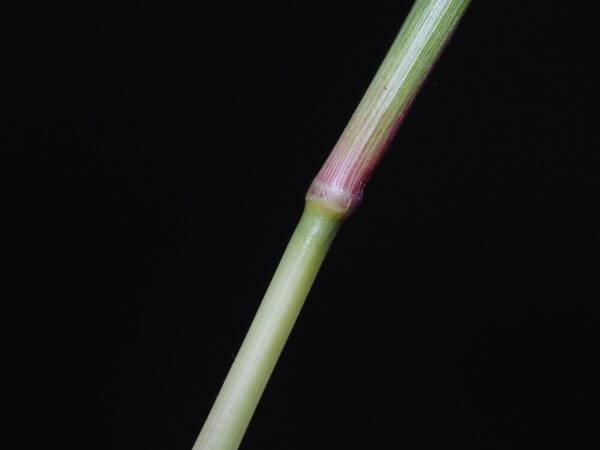 Chrysopogon aciculatus Node