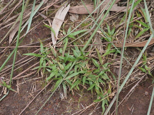 Chrysopogon aciculatus Plant