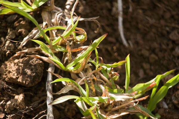 Chrysopogon aciculatus Plant