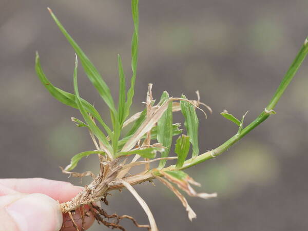 Chrysopogon aciculatus Plant